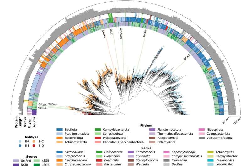 CRISPR-Cas9 in Gut Bacteria: A New Frontier for Genetic Disease Treatment