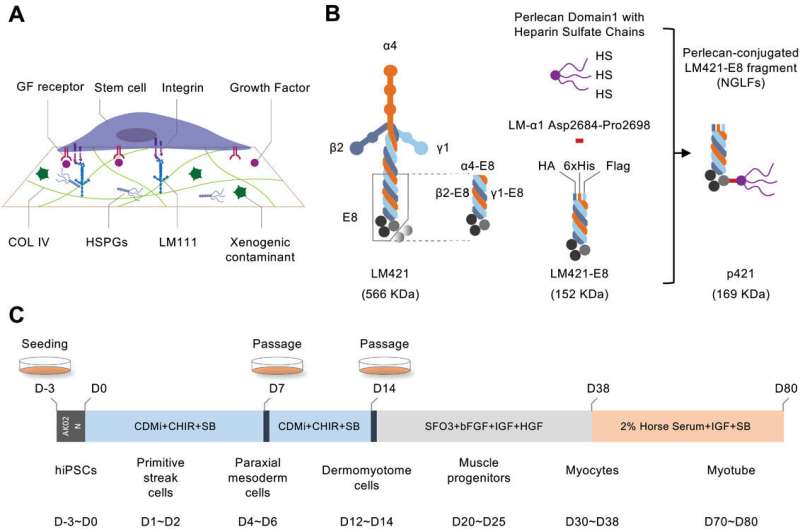 Optimizing Myogenic Differentiation from iPSCs: A Novel Substrate Design