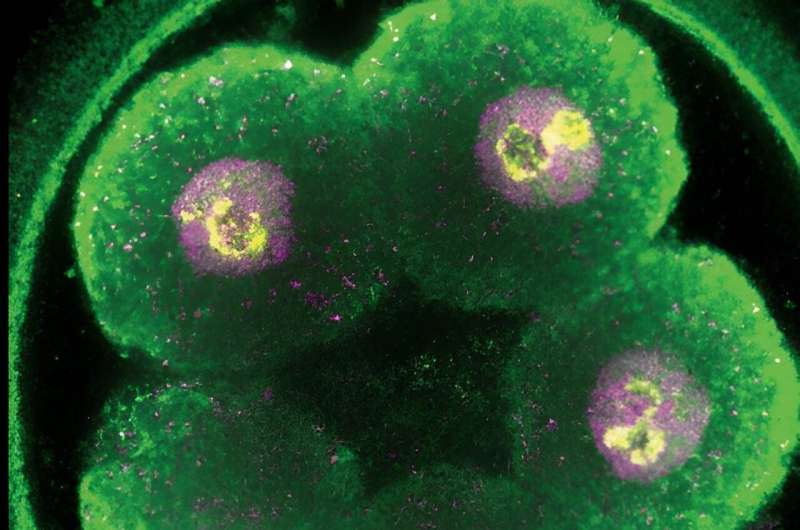 Decoding Early Mouse Embryonic Development: The Role of Cellular Orchestration