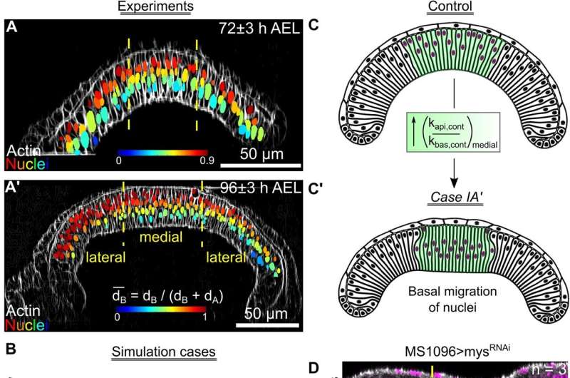 Fruit Fly Model Reveals Key Organ Development Regulators
