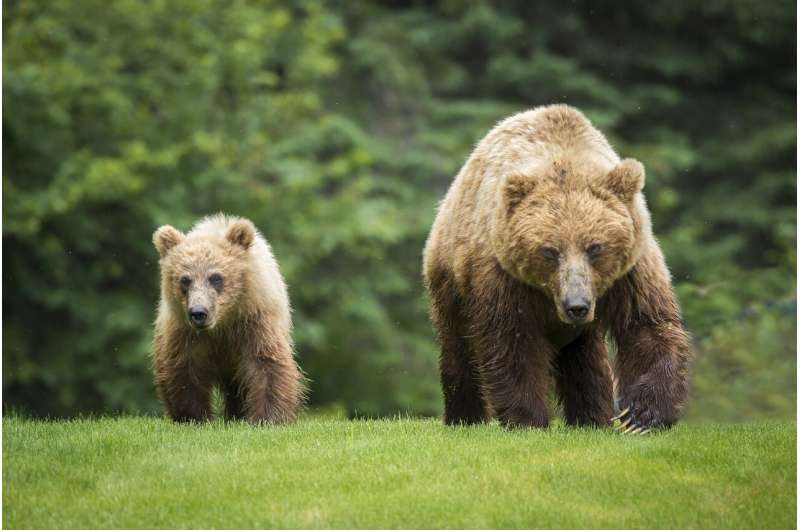Grizzly Bear Reintroduction in Washington s North Cascades: A New Era for Conservation