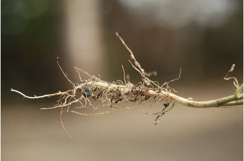 Plant-Based Solution for Enhanced Root Growth in Radio-Cesium Contaminated Soil