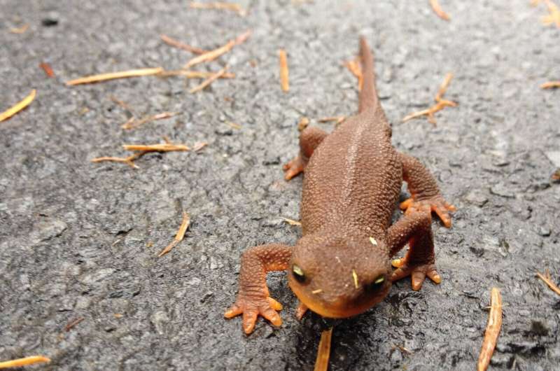 Protecting Amphibians: Task Force Battles the Threat of Bsal Disease