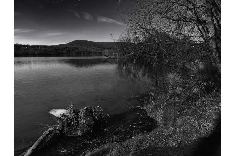 Hydrilla Verticillata: Invasive Aquatic Weed Threatens Northeastern US Waters