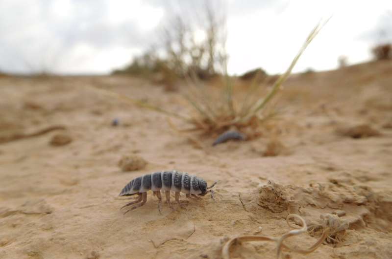 Isopods: The Unsung Heroes of Soil Ecosystems - Diet & Importance