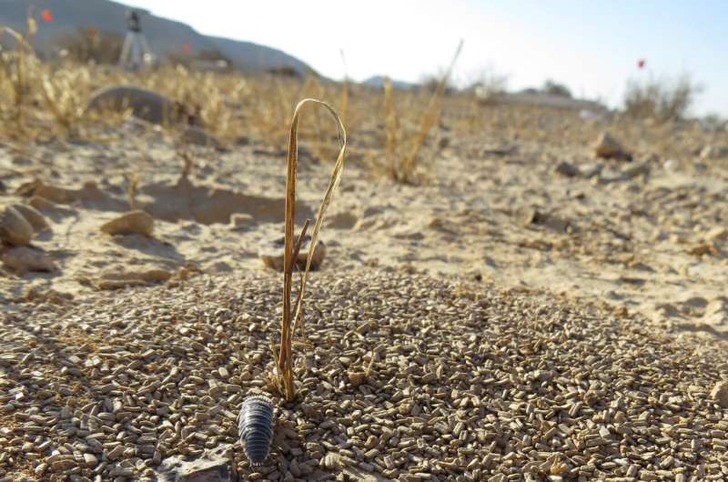 Isopods: The Unsung Heroes of Soil Ecosystems - Diet & Importance