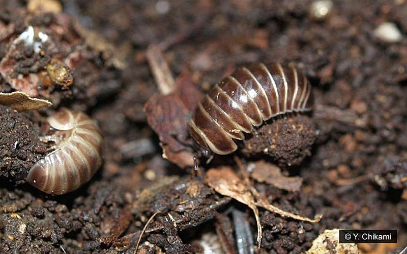 Novel Ovarian Specialization Found in Myriapods – A New Evolutionary Insight