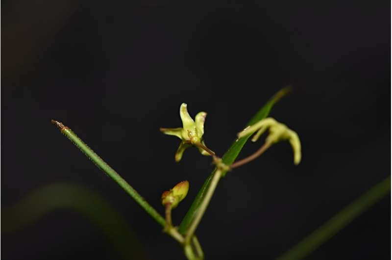 New Vincetoxicum Species Discovered in Yunnan, China