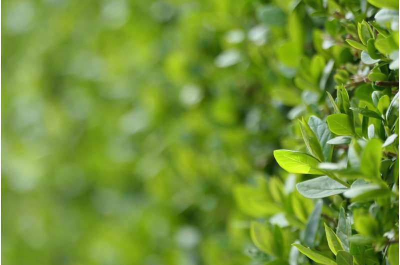 Community Effort Clears Invasive Privet from Australian Rivers