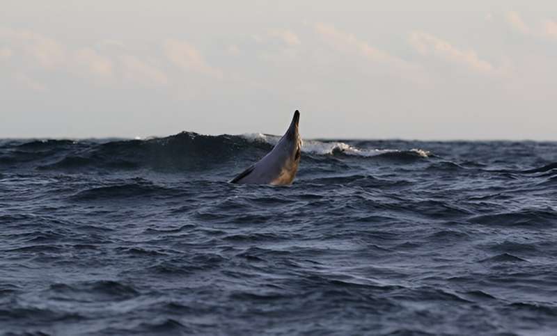 Human Impacts on Sowerby s Beaked Whales: A Remote Ecosystem Under Threat