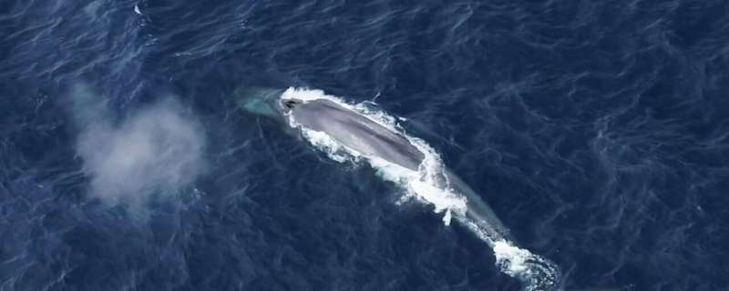 Tracking Antarctic Blue Whales Through Their Calls | Australian Antarctic Division