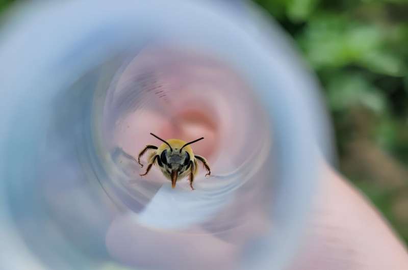 Bee Heat Tolerance: How Body Size, Parasites & Climate Intersect