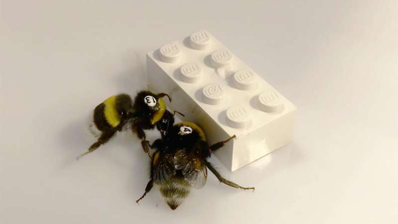 Bumblebee Collaboration: LEGO Study Reveals Complex Insect Cooperation