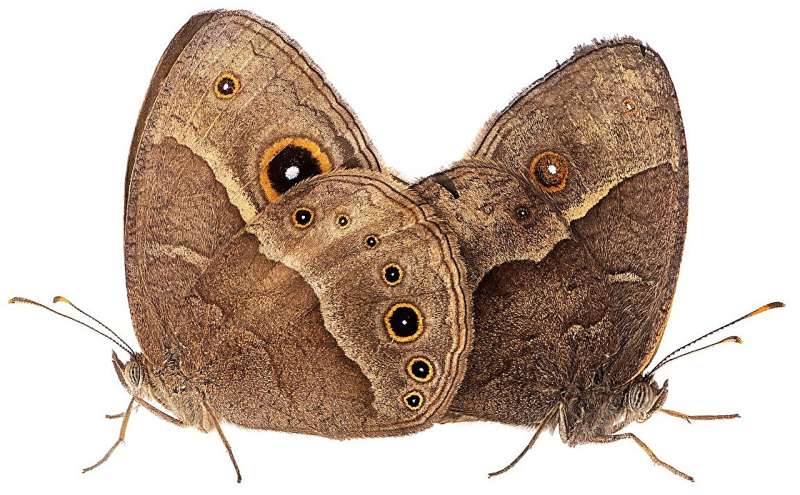 Butterfly Sex Determination: Scientists Uncover Genetic Mechanism