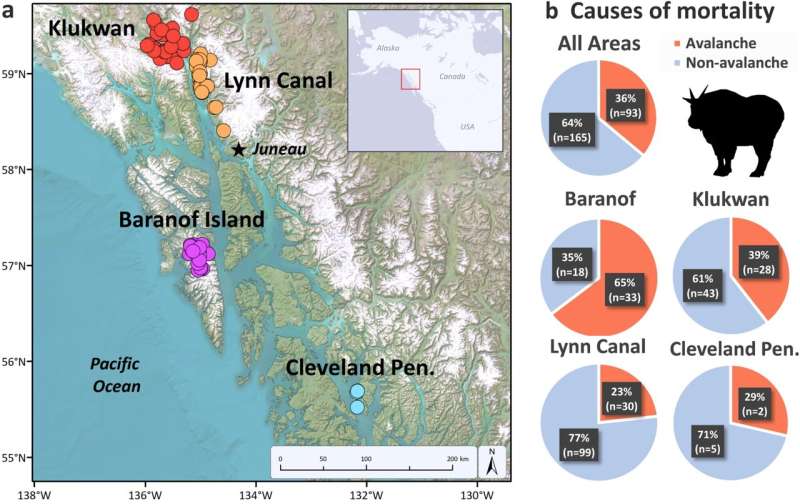 Avalanches Cause Significant Mountain Goat Mortality: Research Reveals Annual Impact