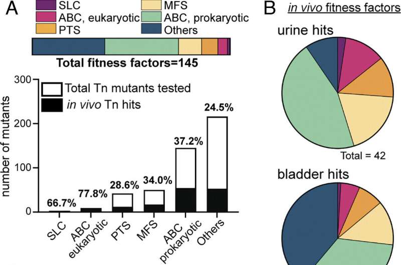 Understanding E. coli s Pathogenesis in Urinary Tract Infections