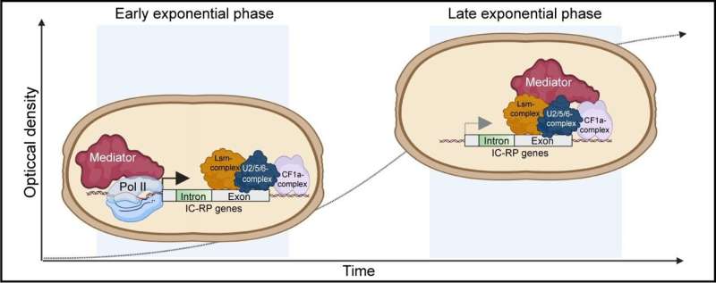 Cell Division Mechanism Discovery: Mediator Protein s Role Revealed