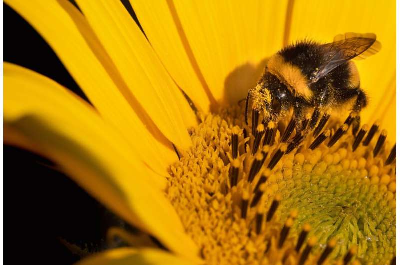 Climate Change Threatens Bumblebee Populations: Nest Overheating Risks Future Survival