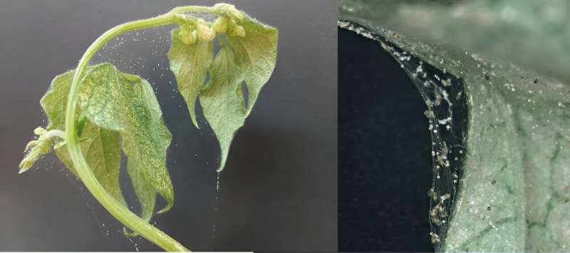 Plants Use Drought Stress Response to Ward Off Spider Mites, Research Shows