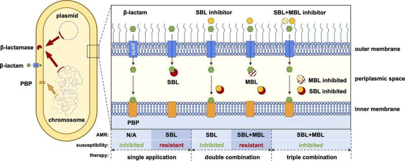 Novel Triple Drug Combination Shows Promise Against Antibiotic-Resistant Bacteria