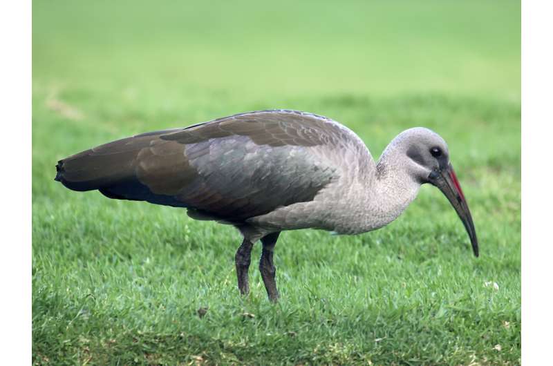 Hadeda Ibis: Soil Moisture and Survival – New Research on Wading Birds