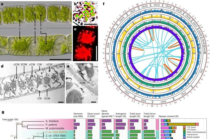 Genomic Breakthrough Reveals Origins of Terrestrial Plant Life
