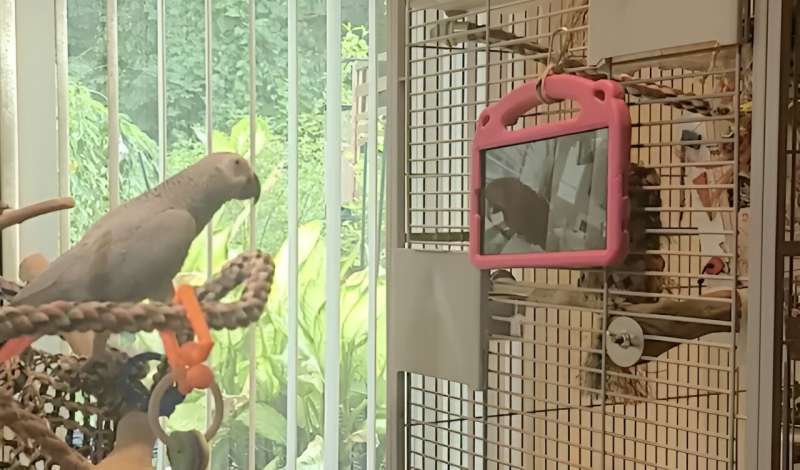 Parrots Prefer Live Video Calls to Recorded Bird Videos - University of Glasgow Study