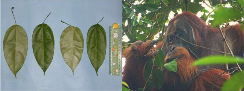 Animal Wound Healing: First Evidence of Wild Animal Using Medicinal Plant
