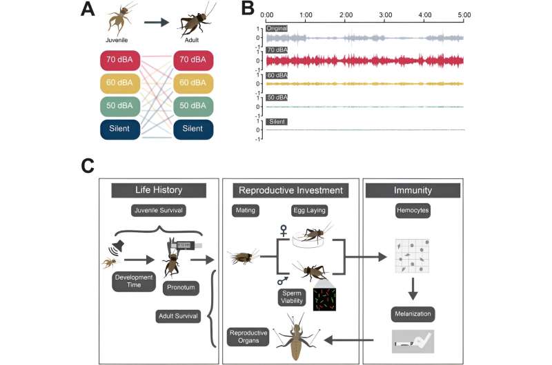 Impact of Human Noise on Cricket Populations: A Research Study