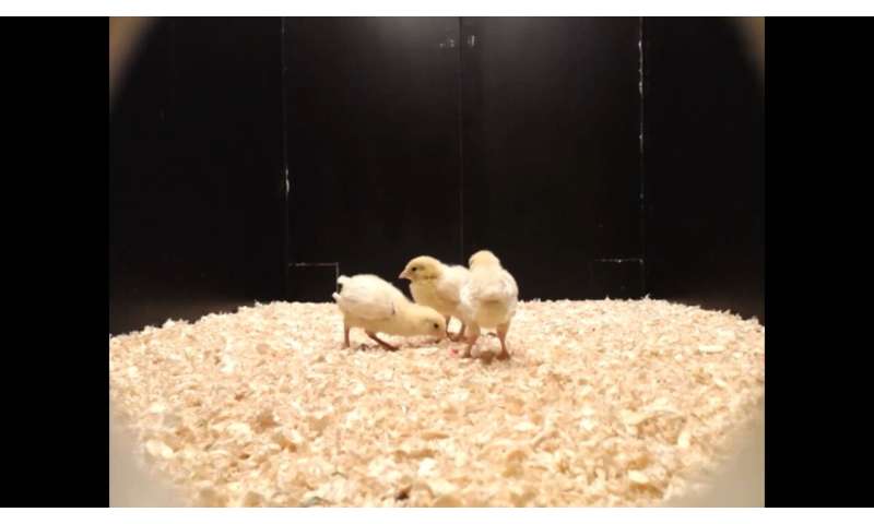 Why Male Chicks Play More: Evolutionary Insights from Ancient Ancestors