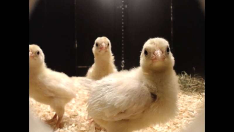 Why Male Chicks Play More: Evolutionary Insights from Ancient Ancestors