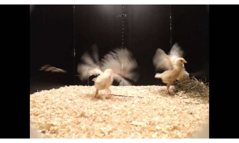 Why Male Chicks Play More: Evolutionary Insights from Ancient Ancestors