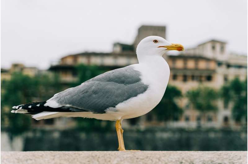 Brain Size Linked to Seagull Success in Urban Nesting