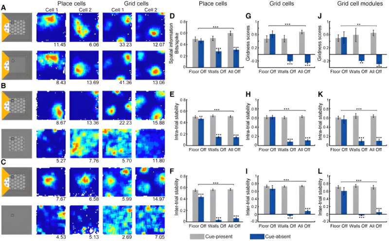 VR Navigation Reveals Walls, Not Floors, Define Spatial Awareness in Mice