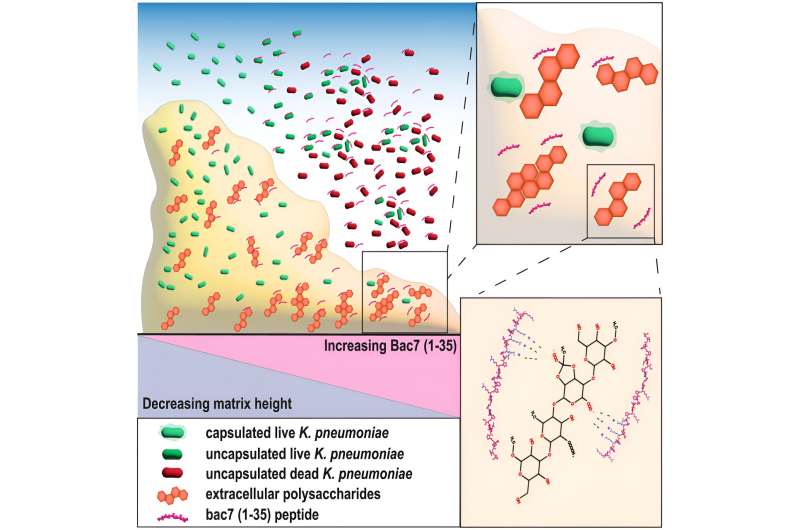 Novel Antimicrobial Peptide from Cows Shows Promise Against Hypervirulent Bacteria