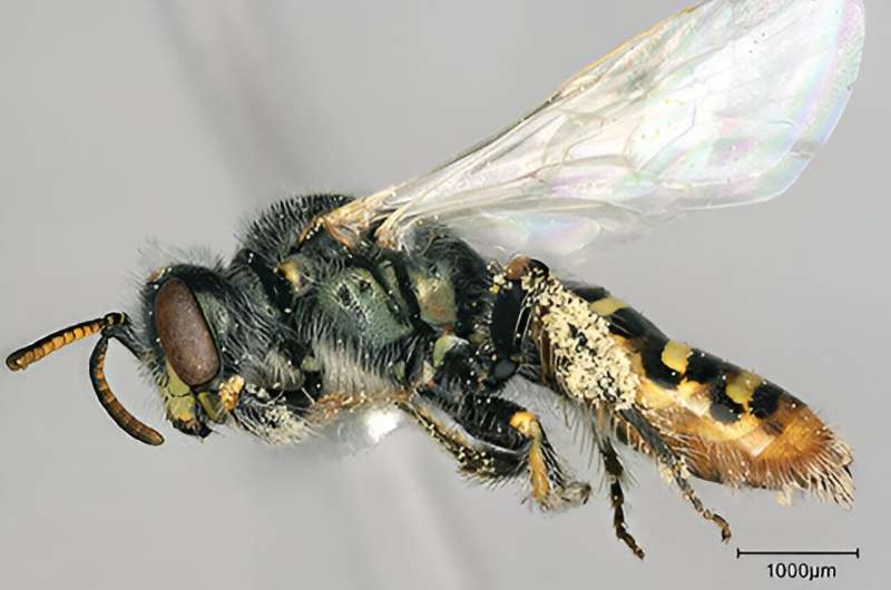 Genome Sequencing Reveals Near-Chromosome-Level Detail in Mojave Poppy Bee