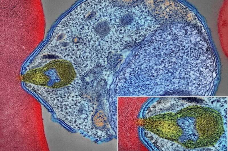 Malaria Parasite Development: New Insights for Disease Prevention