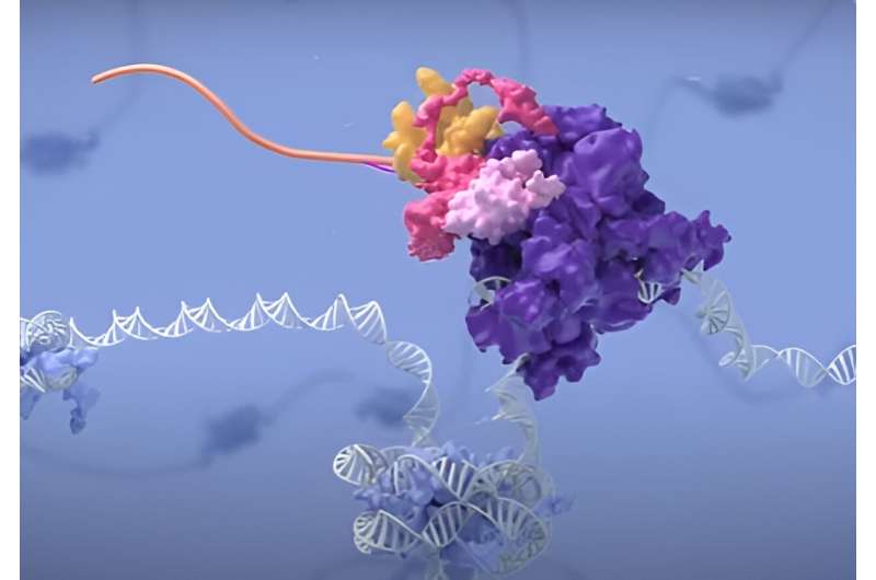 Cellular Response to Oxygen Deprivation: Insights from Cancer Research