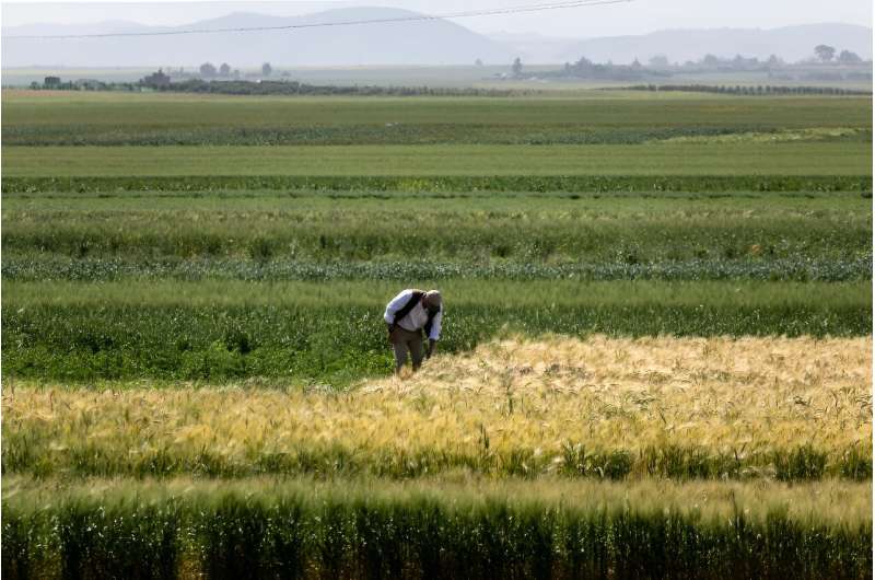 Innovative Farming in Morocco: Drought-Resistant Crops & Agricultural Research