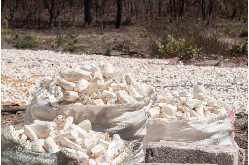 Cassava: History, Nutrition & Future Potential of a Tropical Staple