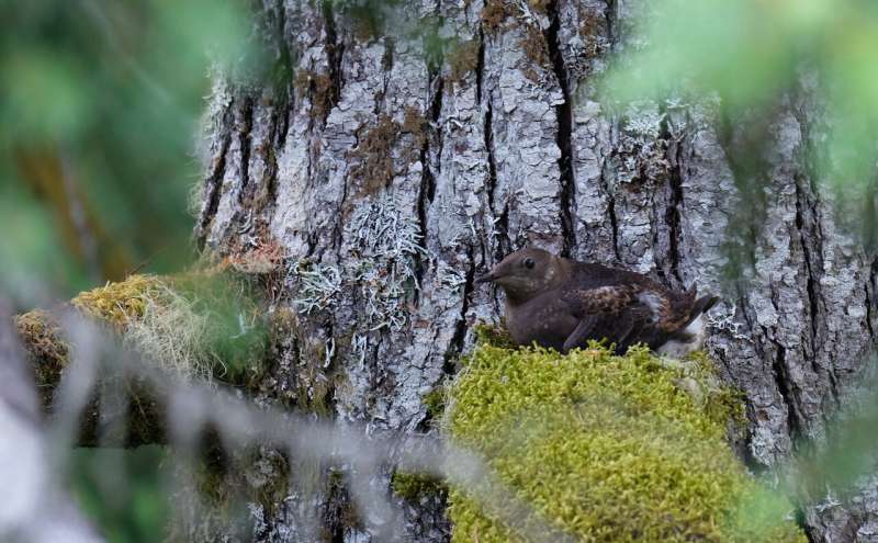AI-Powered Monitoring Helps Protect Marbled Murrelets