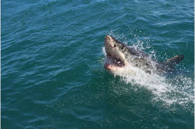 Protecting Great White Sharks in South Africa: A Call to Action