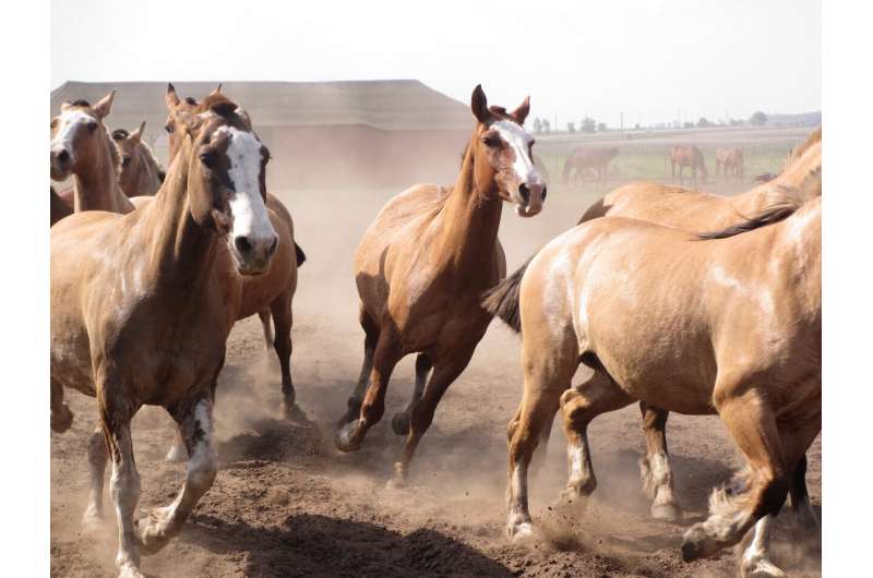 London Horse Stampede: Animal Welfare and Training Concerns