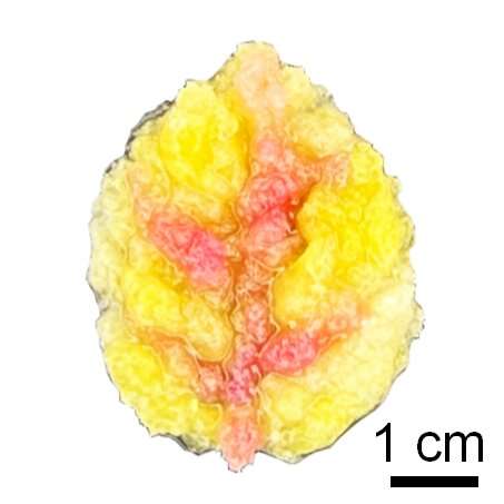 Programmable Living Materials: 3D Printing Meets Synthetic Biology