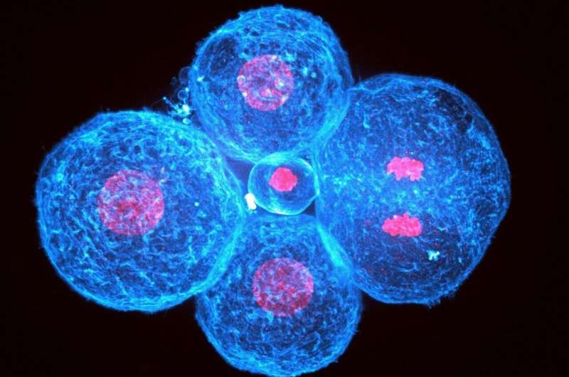Cell Contraction Shapes Early Human Embryo Development: A New Study