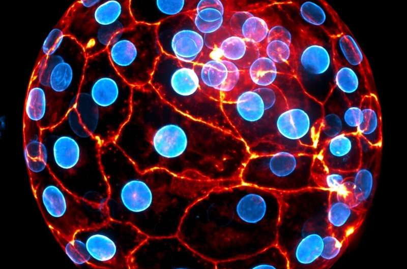 Cell Contraction Shapes Early Human Embryo Development: A New Study