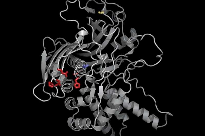 Phikzvirus (phiKZ): Exploring Therapeutic Potential of Jumbo Viruses