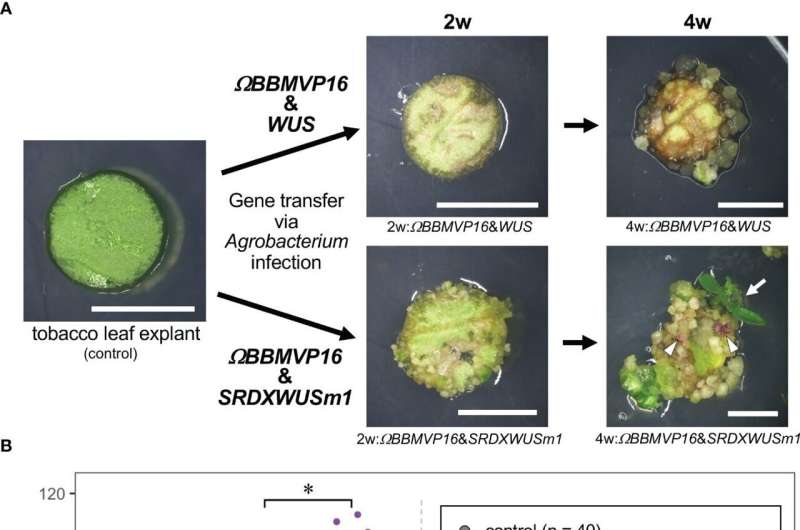 Novel Genetic Approach Enables Plant Regeneration Without Phytohormones