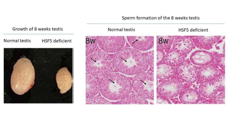 HSF5: A Novel Heat Shock Factor Linked to Male Fertility & Meiosis