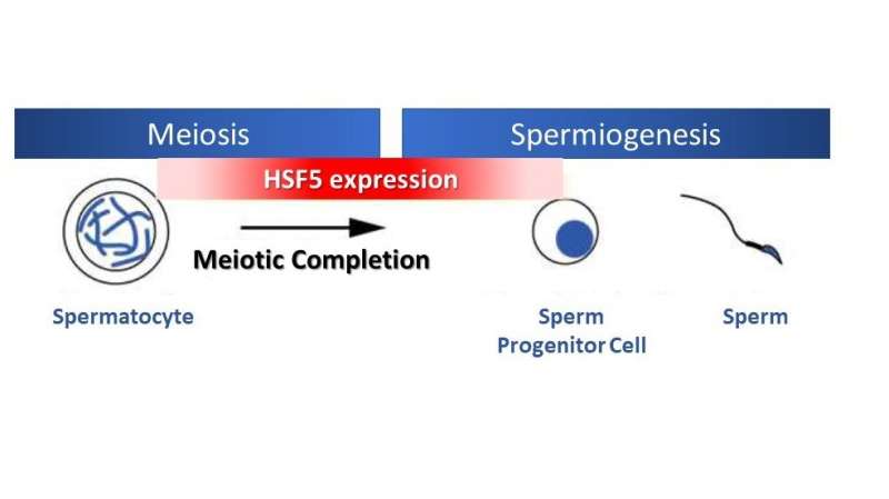 HSF5: A Novel Heat Shock Factor Linked to Male Fertility & Meiosis